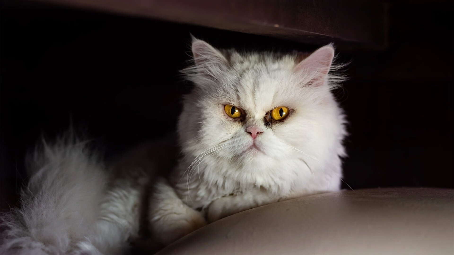 关键封盖：李磊封堵上海队最后一攻，场面沸腾！，李磊 上海