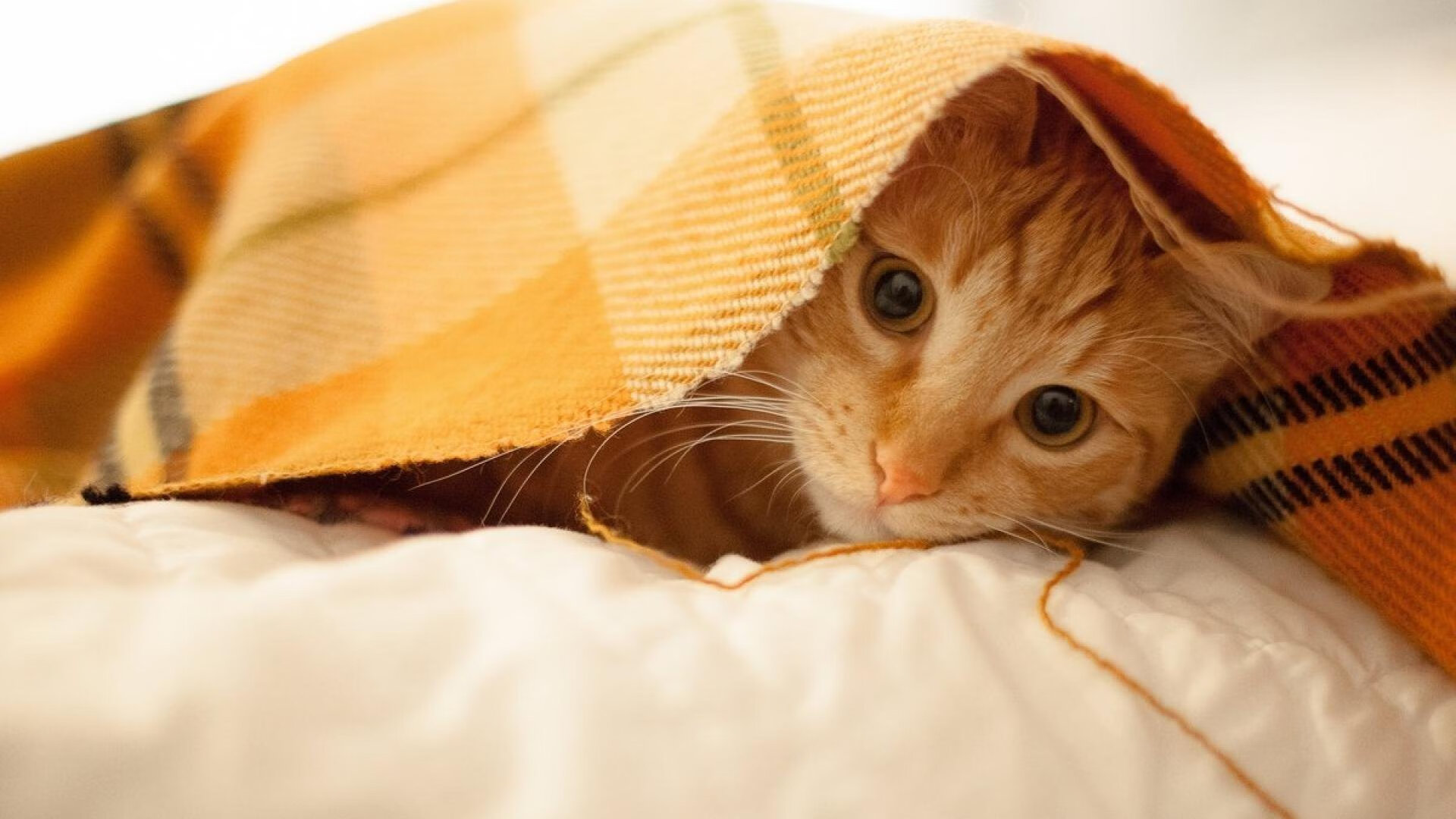 _蓝色海浪冲浪赛:海上青春的热血奔放_,海浪蓝颜色