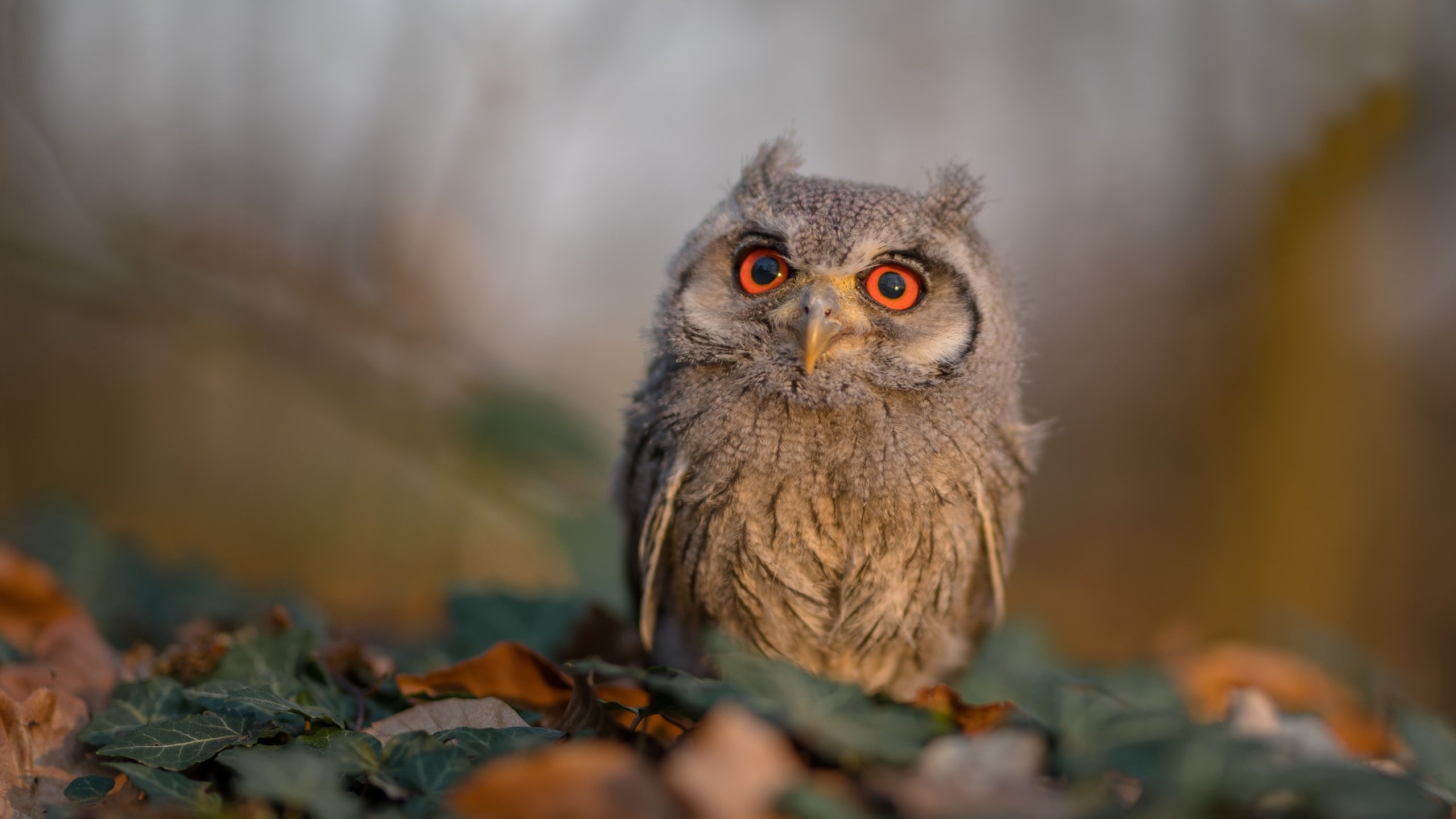 _虚拟现实奥运会:虚拟世界中的体育盛典_,虚拟现实运动