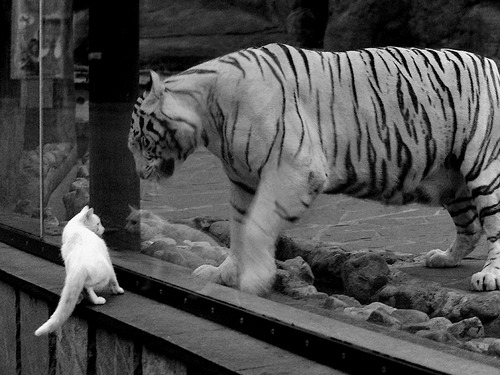 “全球巡演:五大洲最震撼的极限赛段”,五大洲选手首次齐聚的奥运会是哪一届