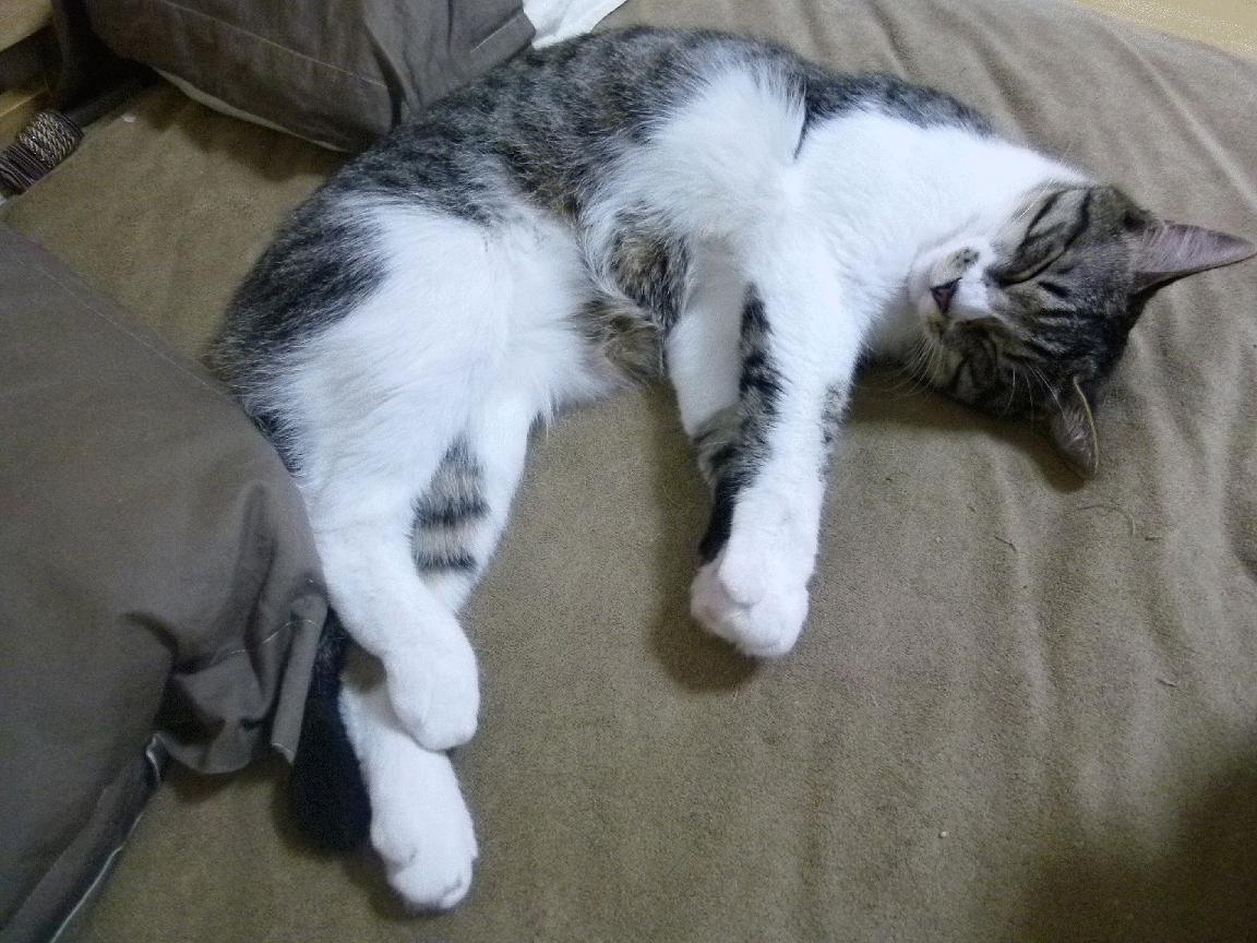 九游登录入口-凯尔特人“新核”塔图姆，成为联盟最具潜力的明星之一！，塔图姆 凯尔特人